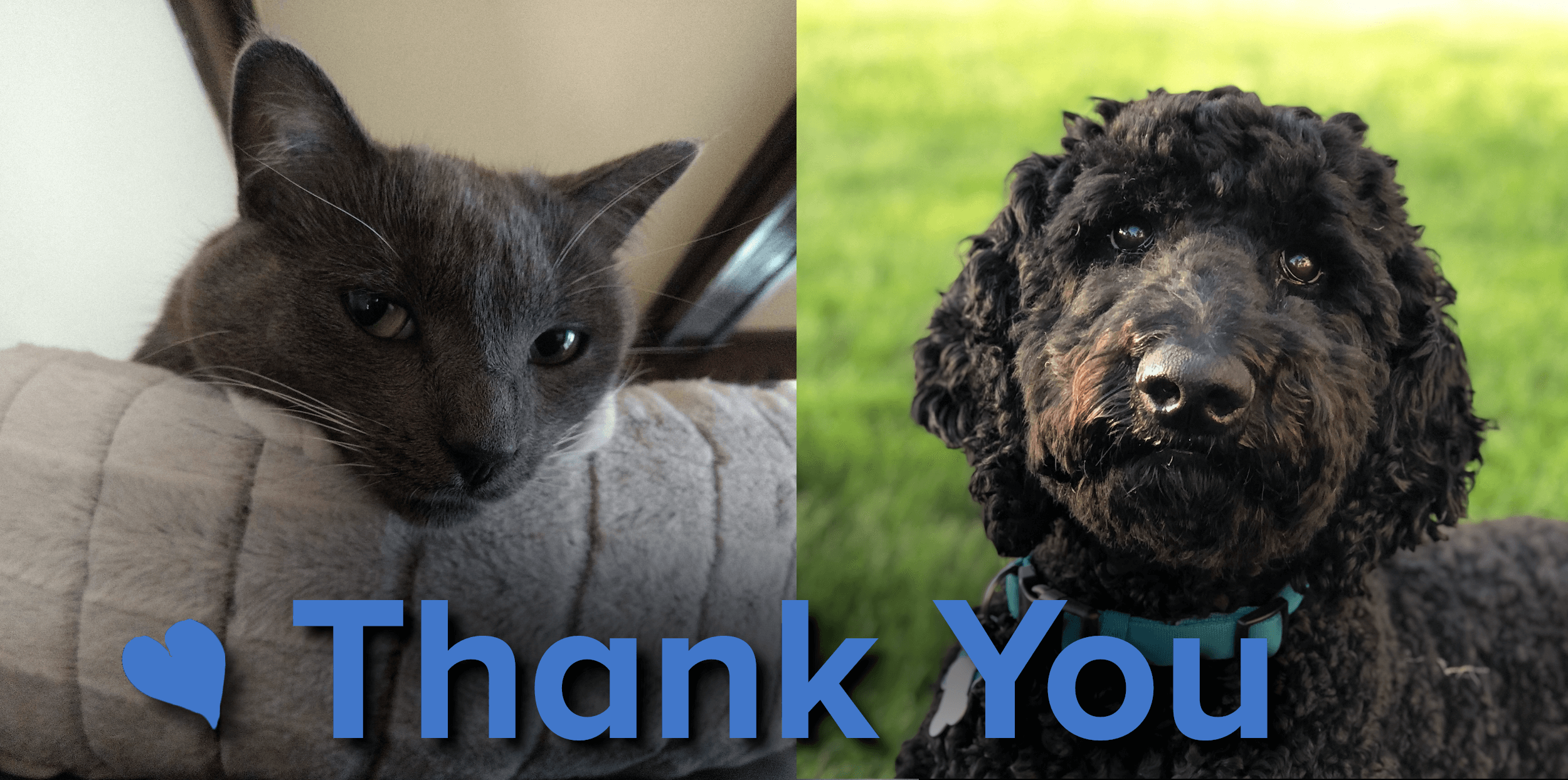 grey cat and black dog above the words Thank you